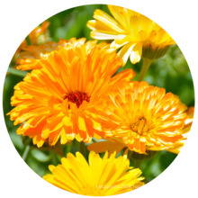 Wholesale Chinese hardy plant pot marigold flower seed